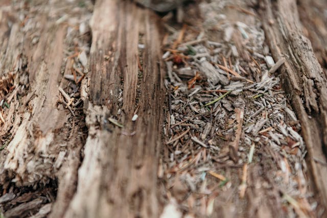 rotting wood