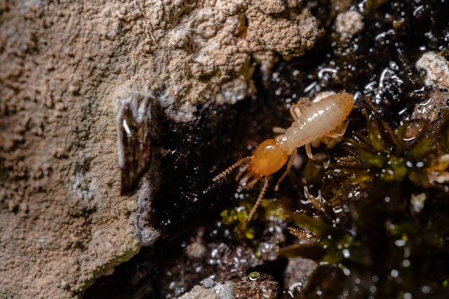 termite close-up